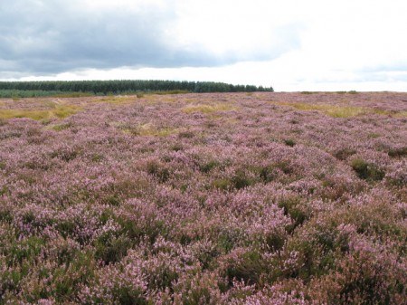 Coldcoats Rigg and Fell Plantation