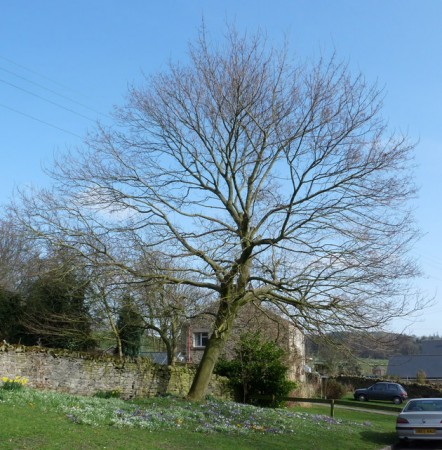 Thornley Village in Spring