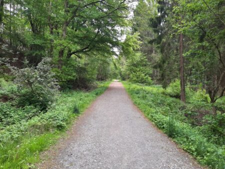 The main track in Milkwellburn wood