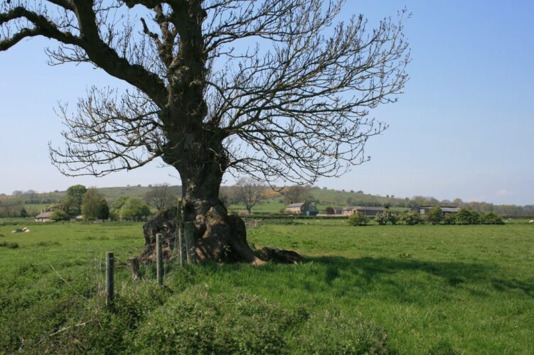 West Raw farm seen from St Oswald's Way